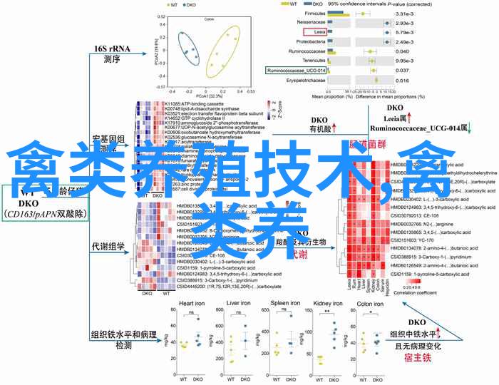 大棚蚕与肉鸡套养技巧