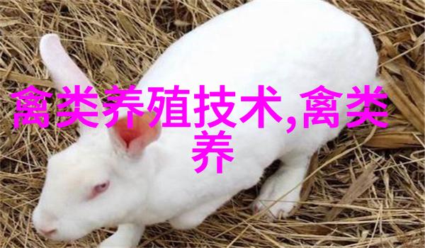 五招防产蛋鸡猝死症